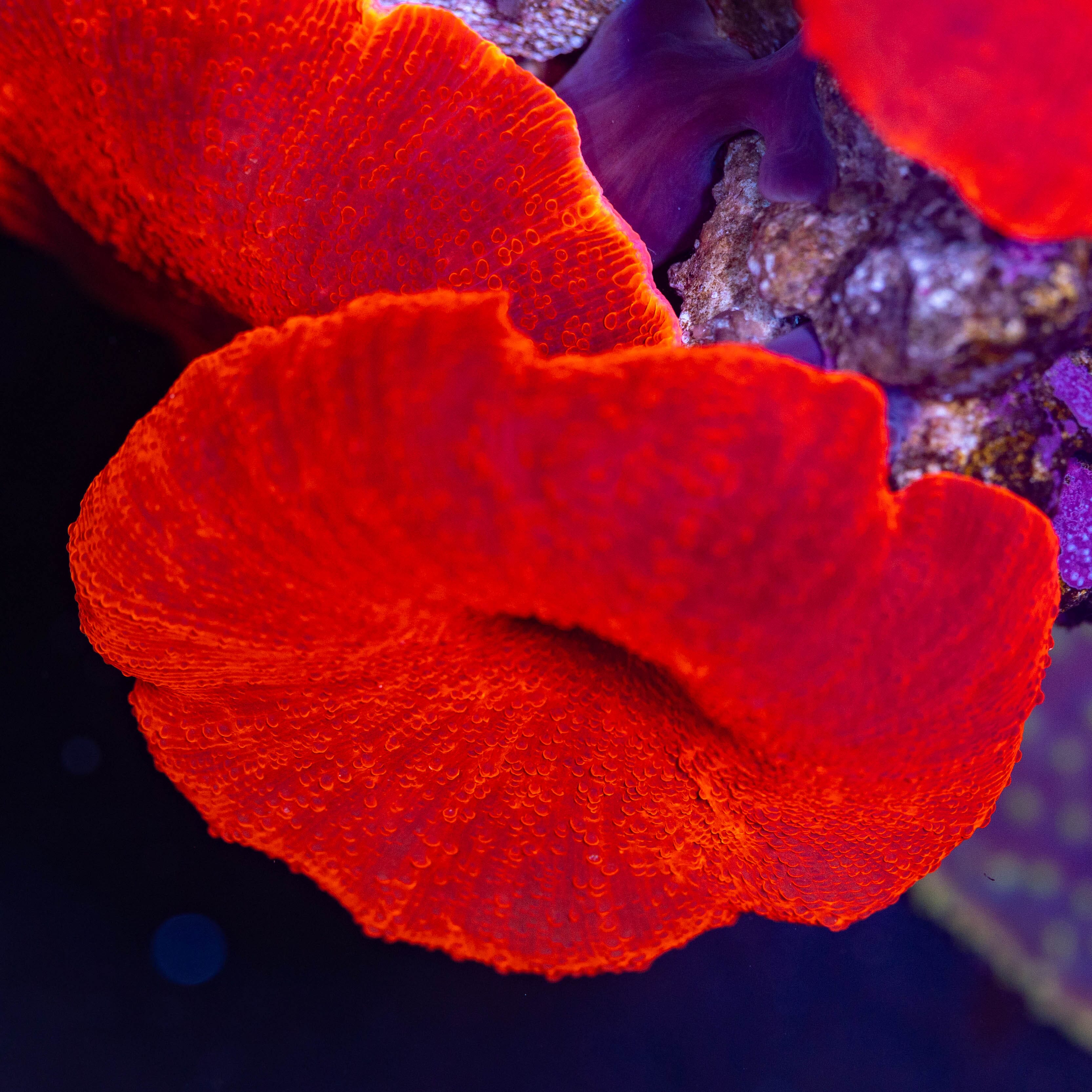 Lady in Red Discosoma Reef Lounge USA