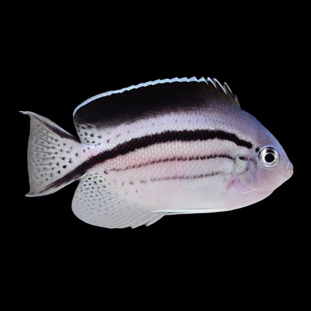 Lamarck's Angelfish Fish Reef Lounge USA