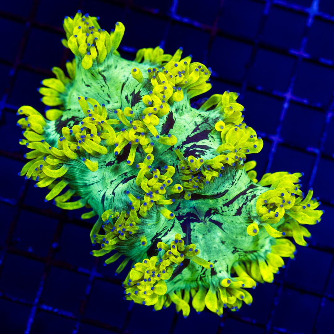 Lemon Drop Elegance Coral 2A - WYSIWYG LPS Coral Reef Lounge USA