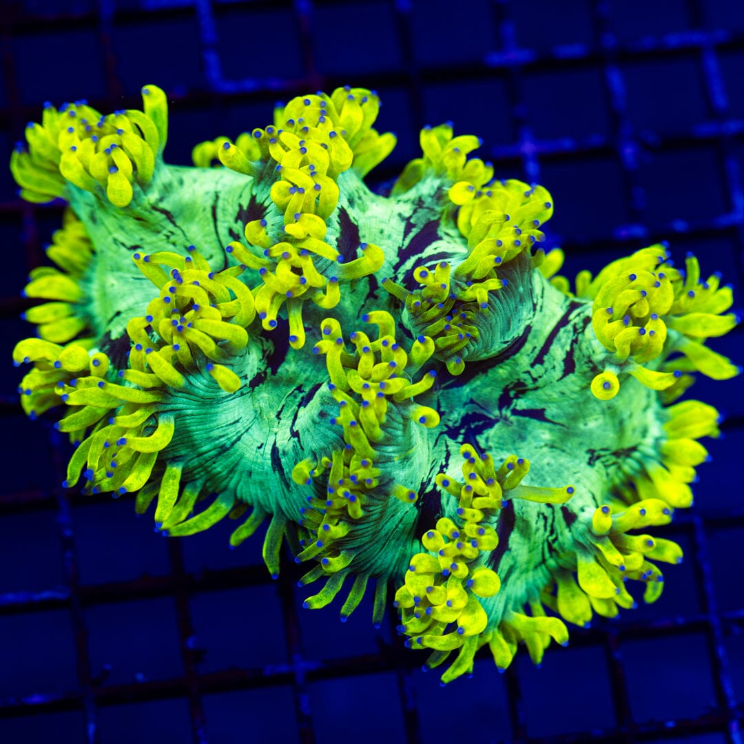 Lemon Drop Elegance Coral 2A - WYSIWYG LPS Coral Reef Lounge USA