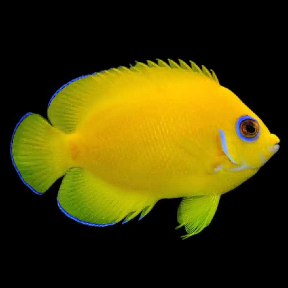 Lemonpeel Angelfish Fish Reef Lounge USA
