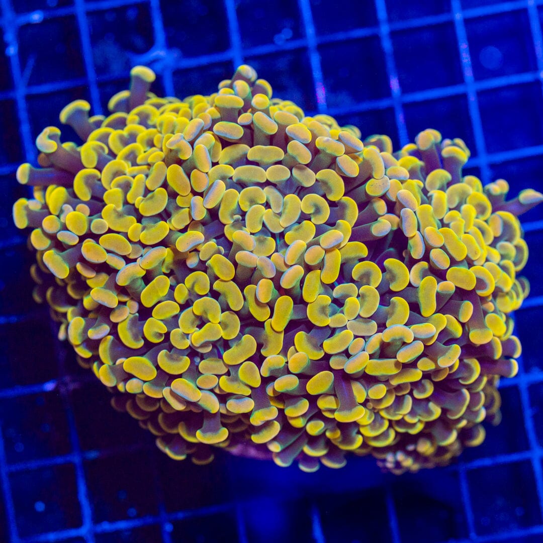 LG Gold Hammer Colony - WYSIWYG Reef Lounge Norco