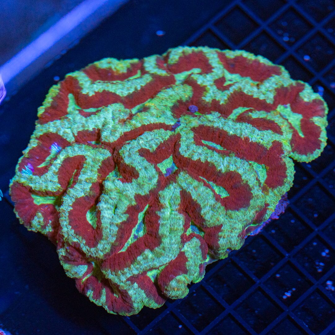 Lobo 3B - WYSIWYG Reef Lounge Coral