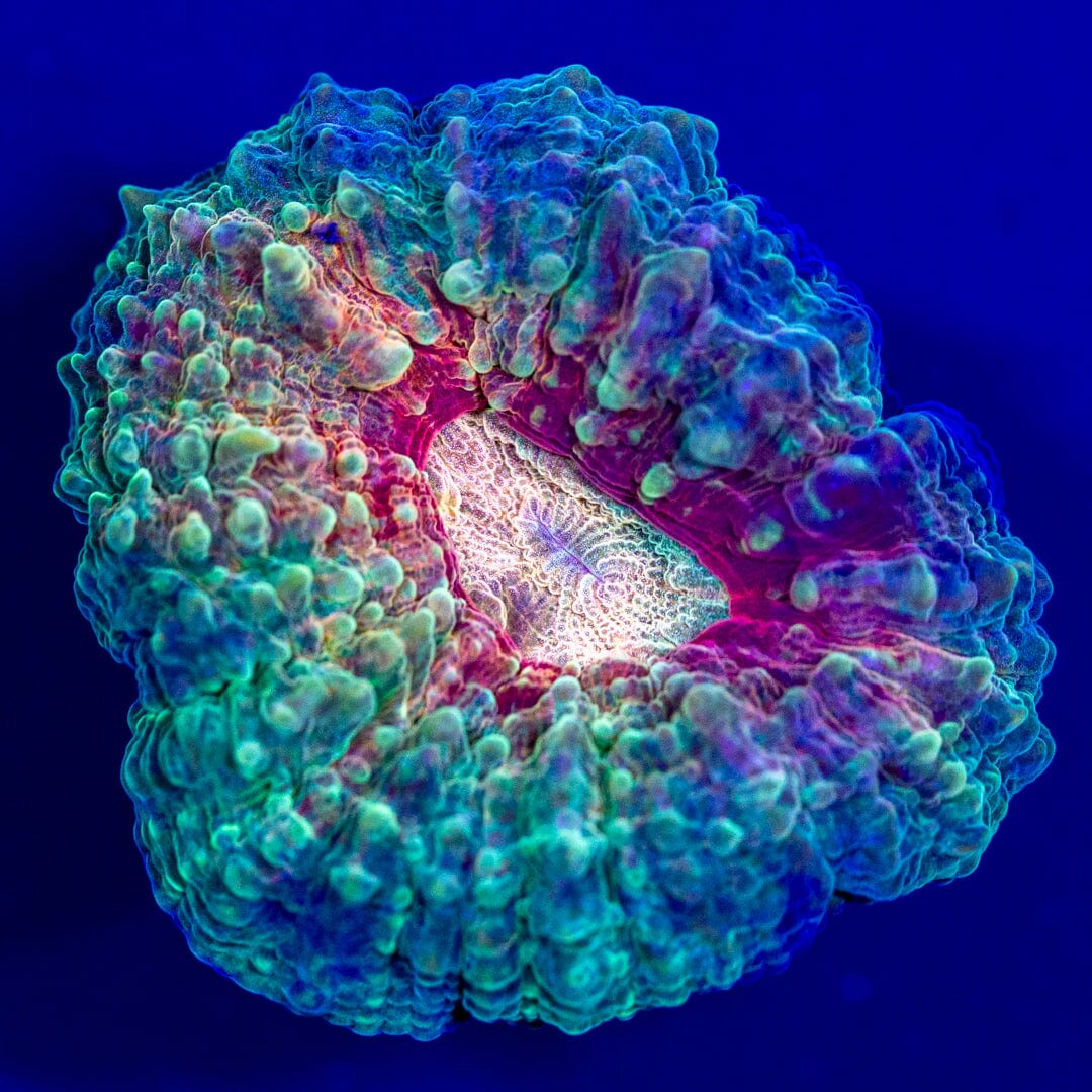 Lobo Frag 3C - WYSIWYG LPS Coral Reef Lounge USA