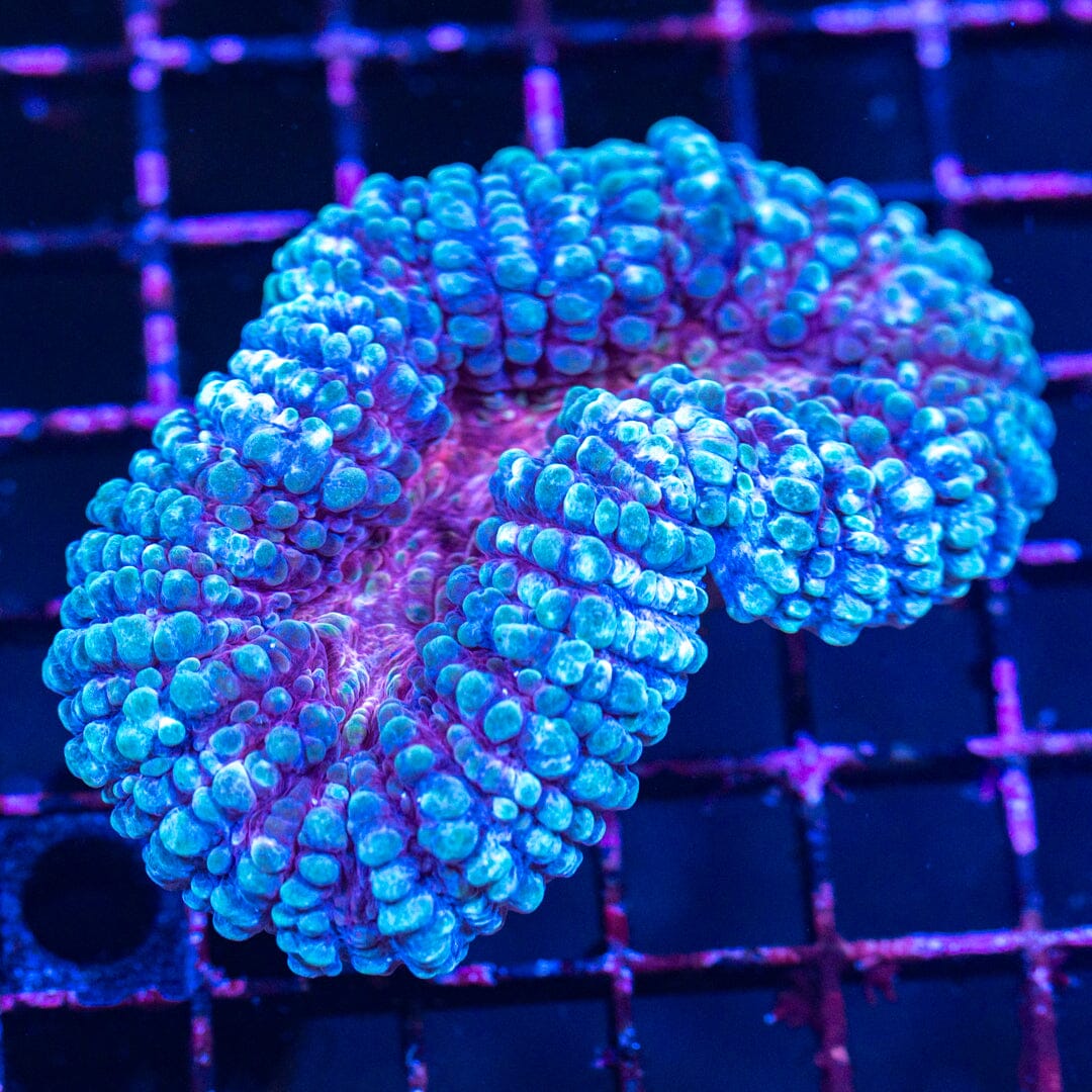 Lobophyllia 2A - WYSIWYG Reef Lounge Norco