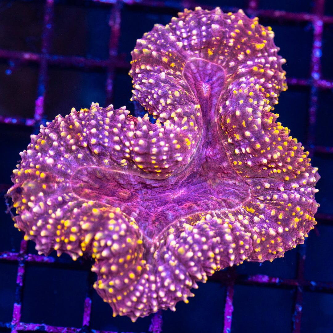 Lobophyllia 4A - WYSIWYG Reef Lounge Norco