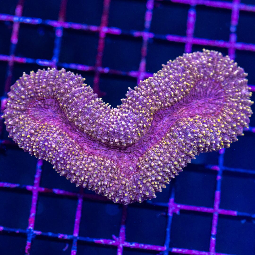 Lobophyllia 5A - WYSIWYG Reef Lounge Norco