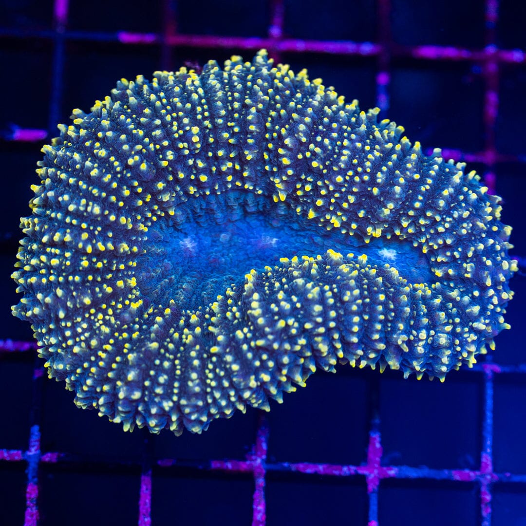 Lobophyllia 7A - WYSIWYG Reef Lounge Norco