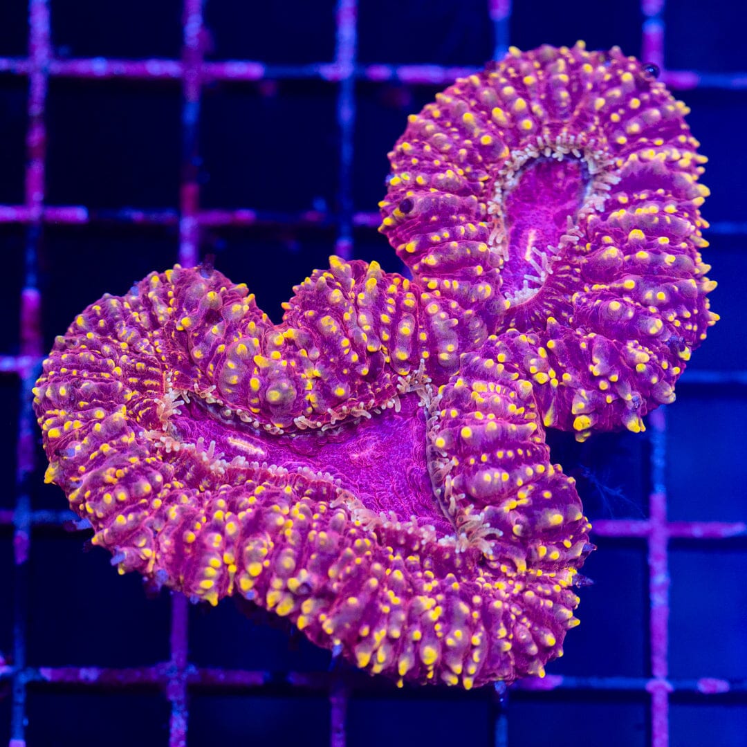 Lobophyllia 8A - WYSIWYG Reef Lounge Norco