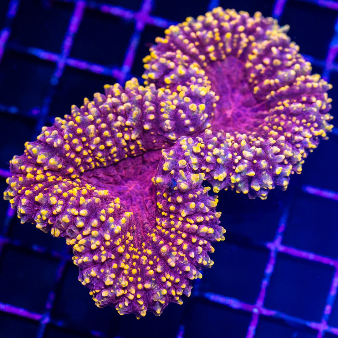 Lobophyllia 9A - WYSIWYG Reef Lounge Norco