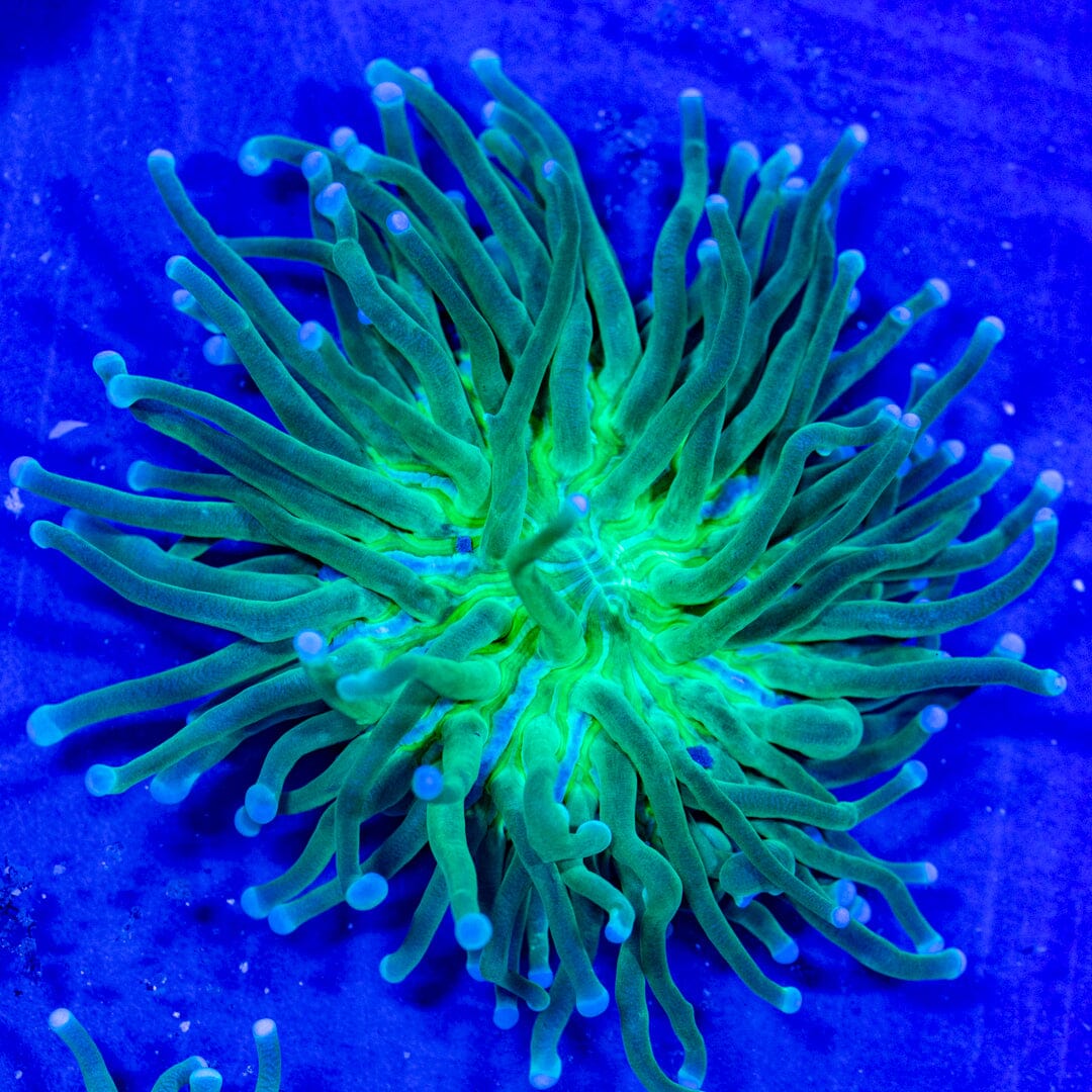 Long Tentacle Plate 1B - WYSIWYG Reef Lounge Coral