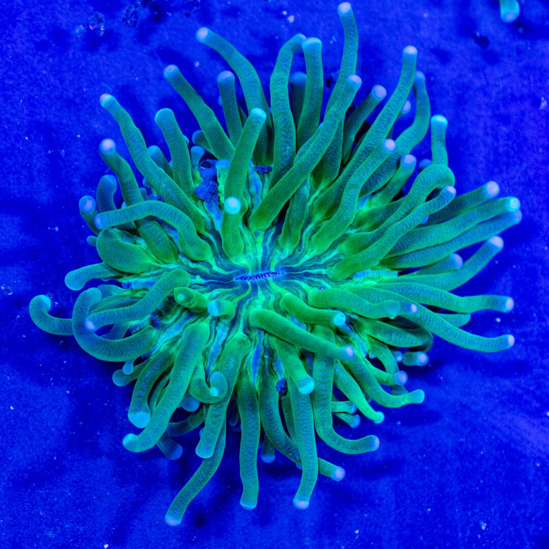 Long Tentacle Plate 2B - WYSIWYG Reef Lounge Coral