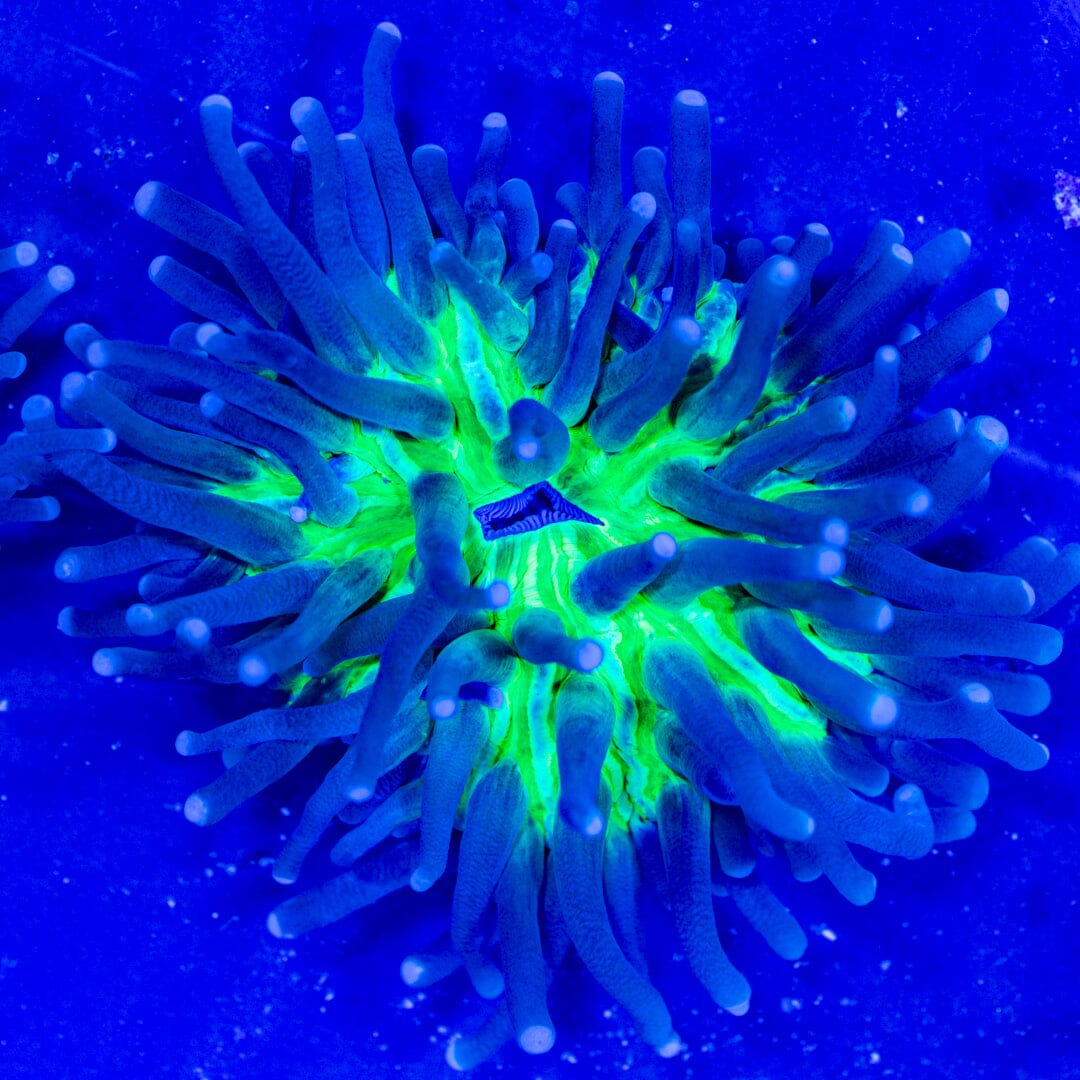 Long Tentacle Plate 3B - WYSIWYG Reef Lounge Coral