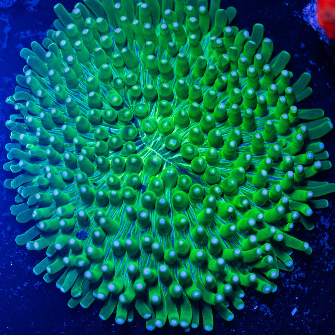 Long Tentacle Plate - WYSIWYG Reef Lounge Norco