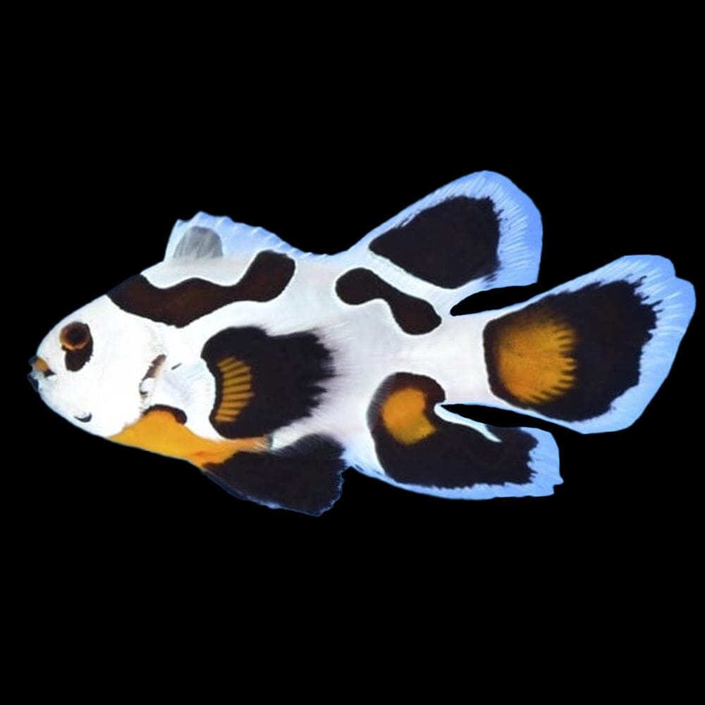 Longfin Mocha Storm Clownfish Fish Reef Lounge USA