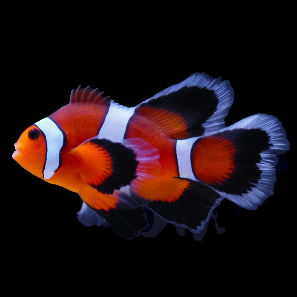 Longfin Ocellaris Clownfish Fish Reef Lounge USA