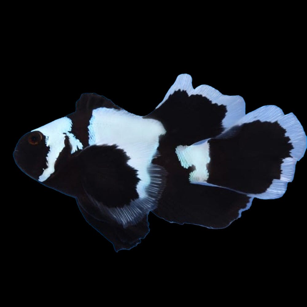 Longfin Phantom Clownfish Fish Reef Lounge USA