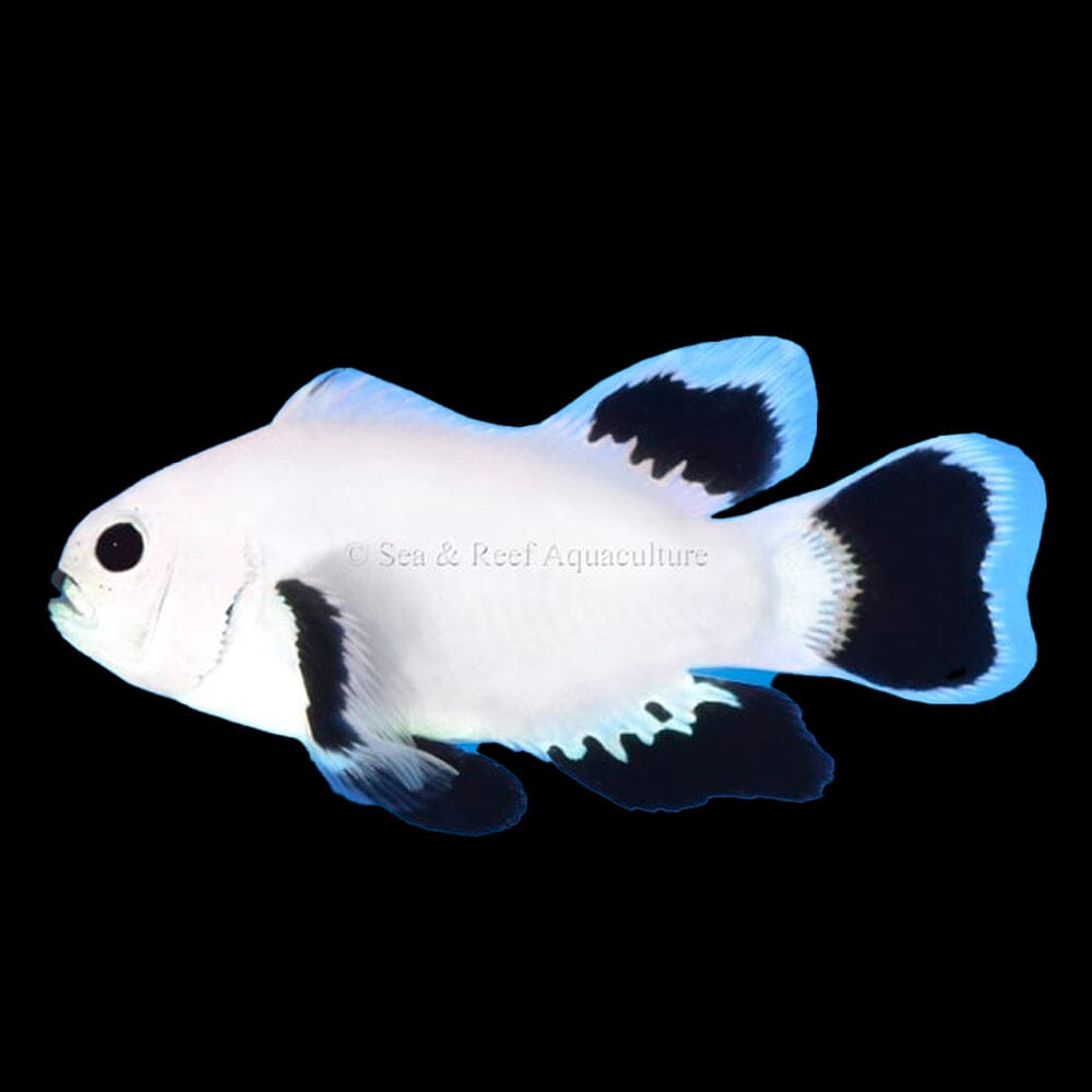 Longfin Snow Storm Clownfish Fish Reef Lounge USA