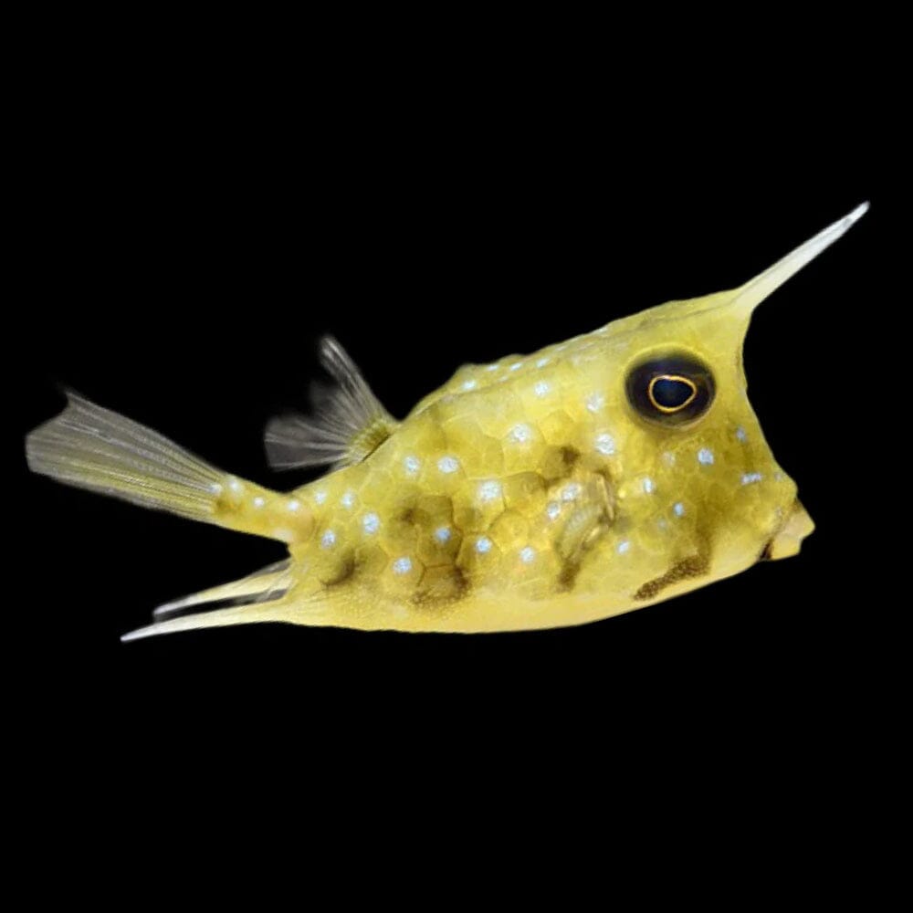 Longhorn Cowfish Fish Reef Lounge USA