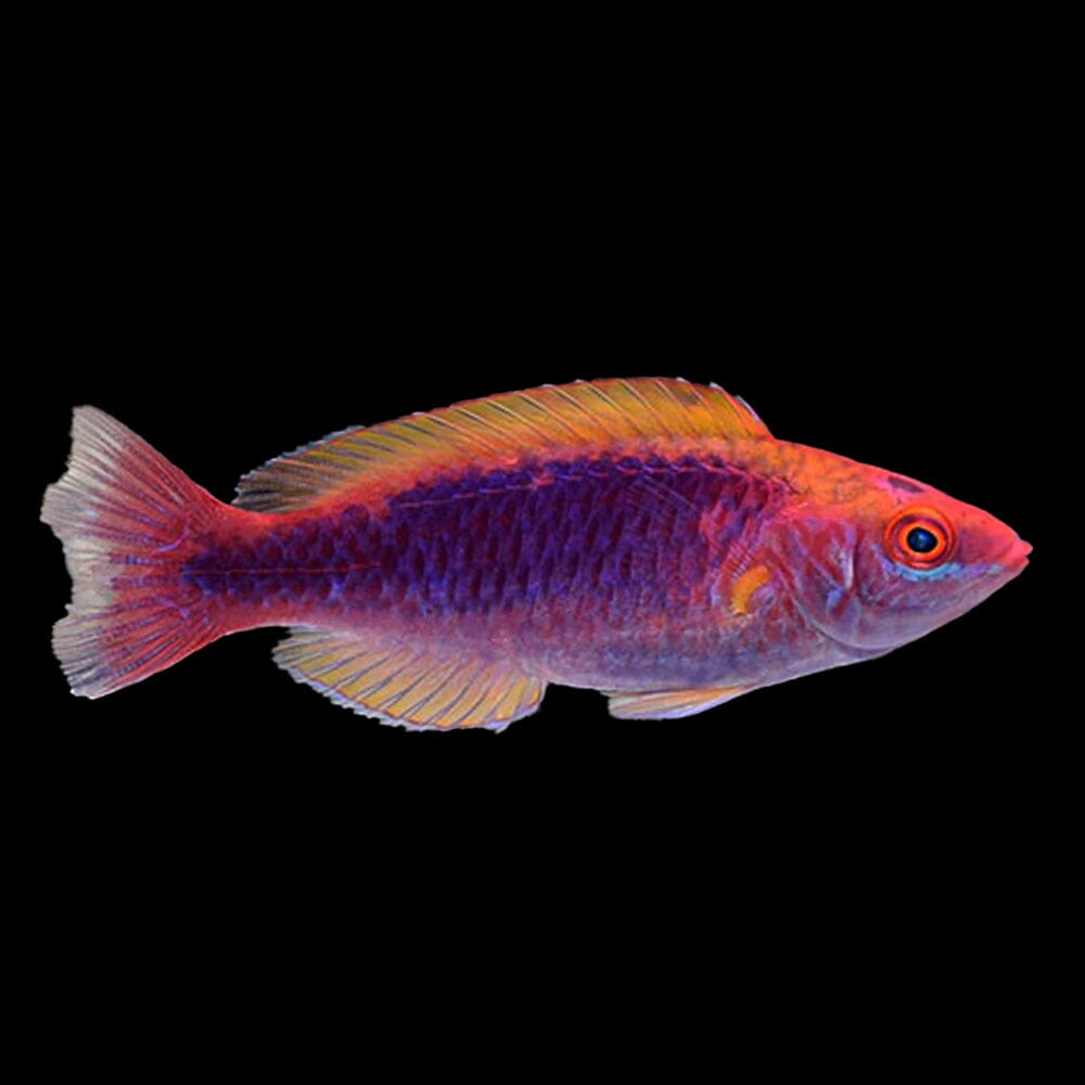 Lubbock's Fairy Wrasse Fish Reef Lounge USA