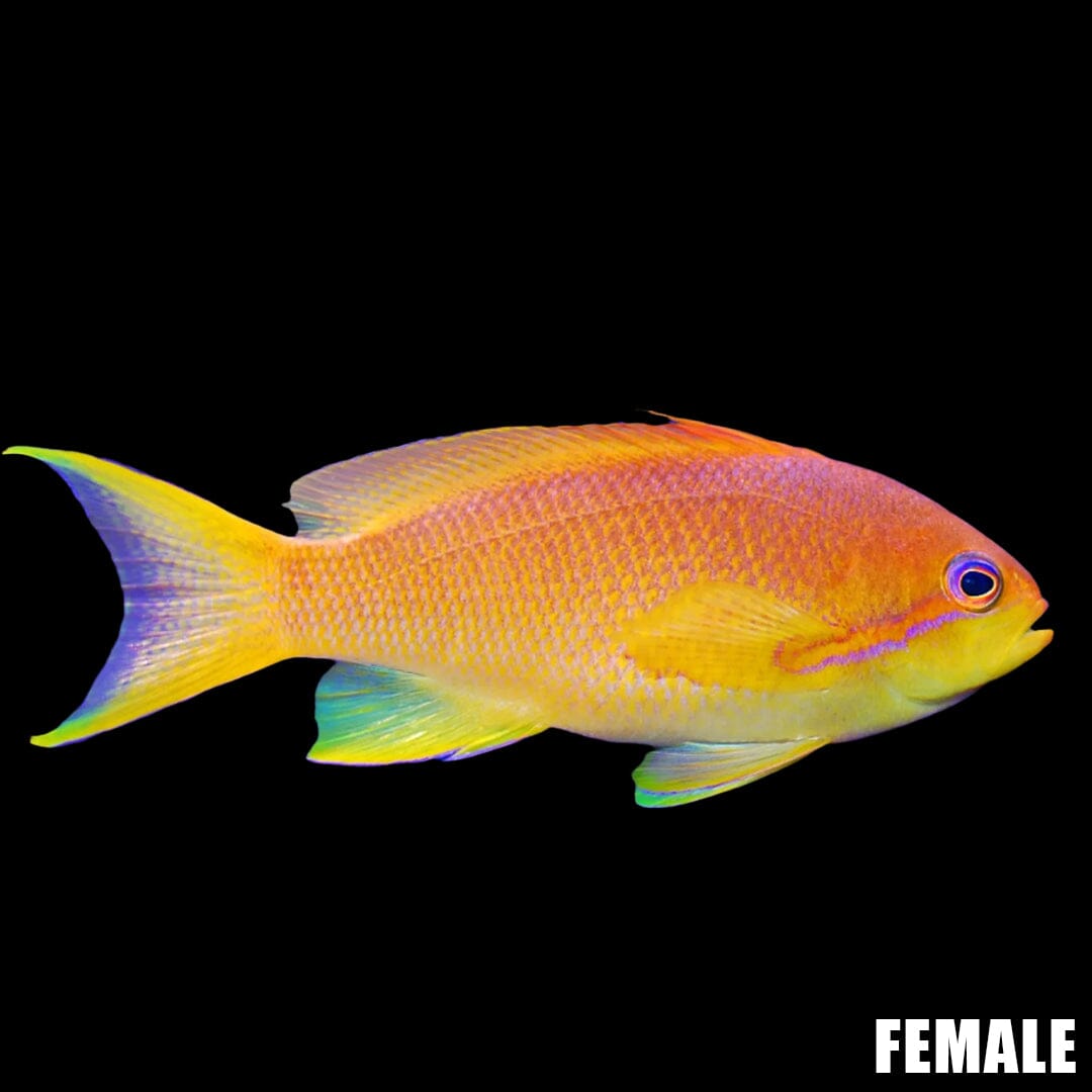 Lyretail Anthias Fish Reef Lounge USA