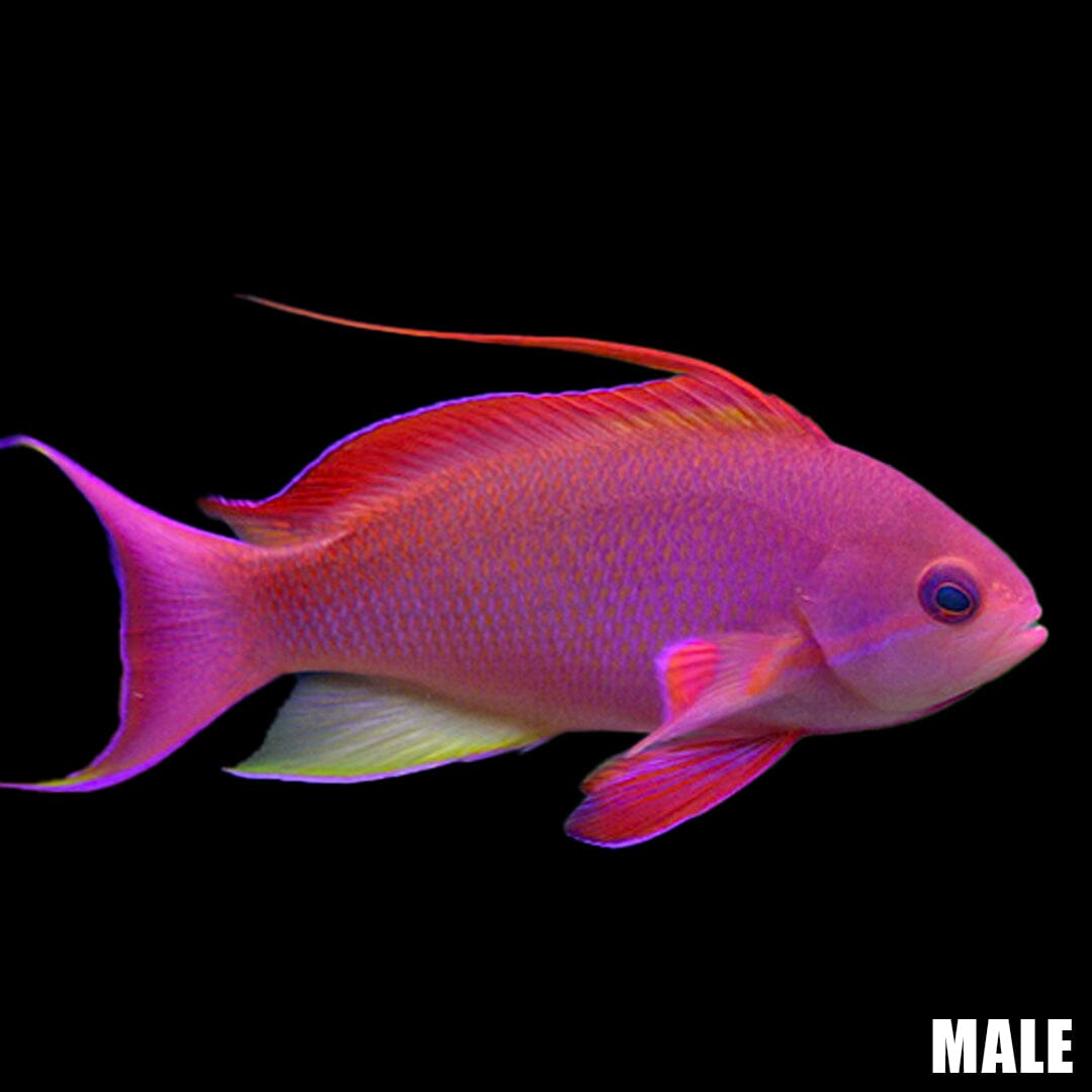 Lyretail Anthias Fish Reef Lounge USA