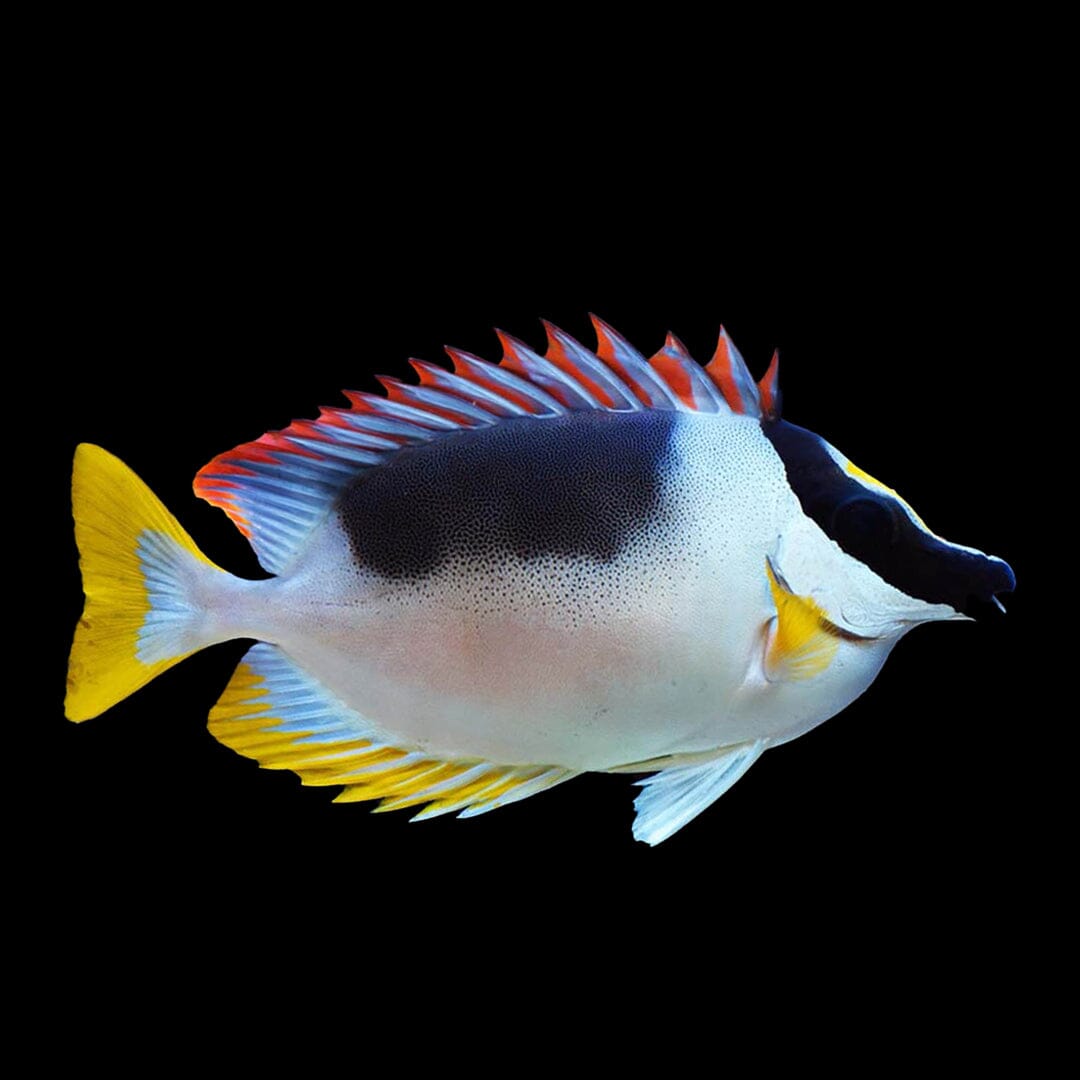 Magnificent Foxface Rabbitfish Fish Reef Lounge USA