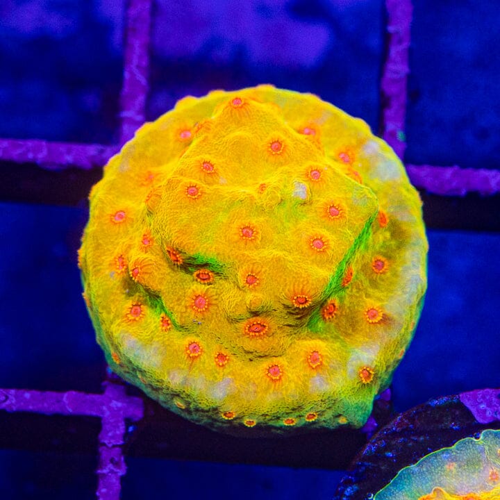Mai Tai Cyphastrea Cyphastrea Reef Lounge USA