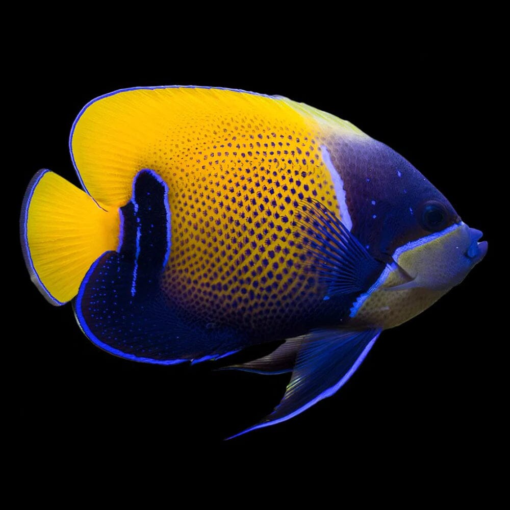 Majestic Angelfish Fish Reef Lounge USA
