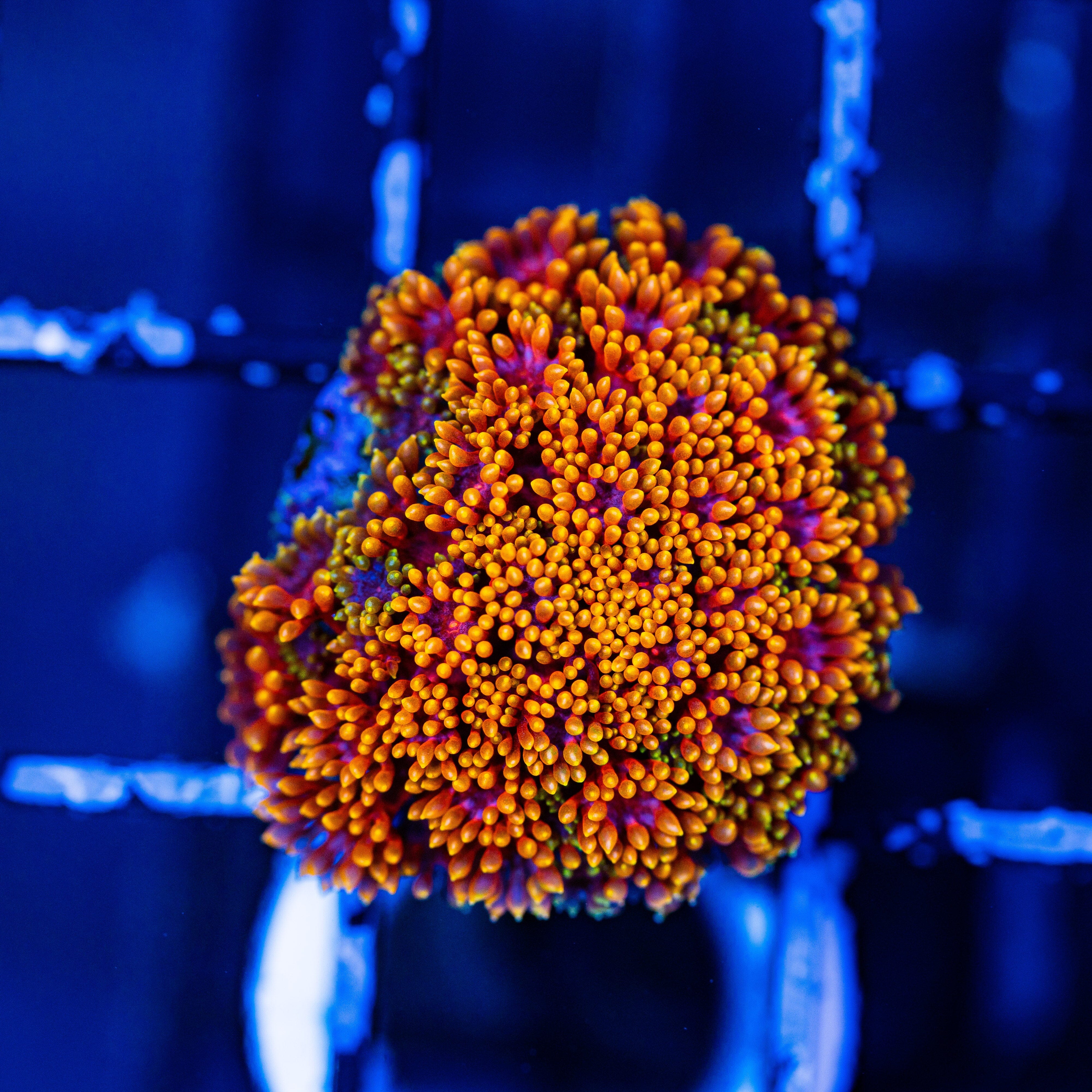 Maroon Typhoon Bernardpora Reef Lounge Coral