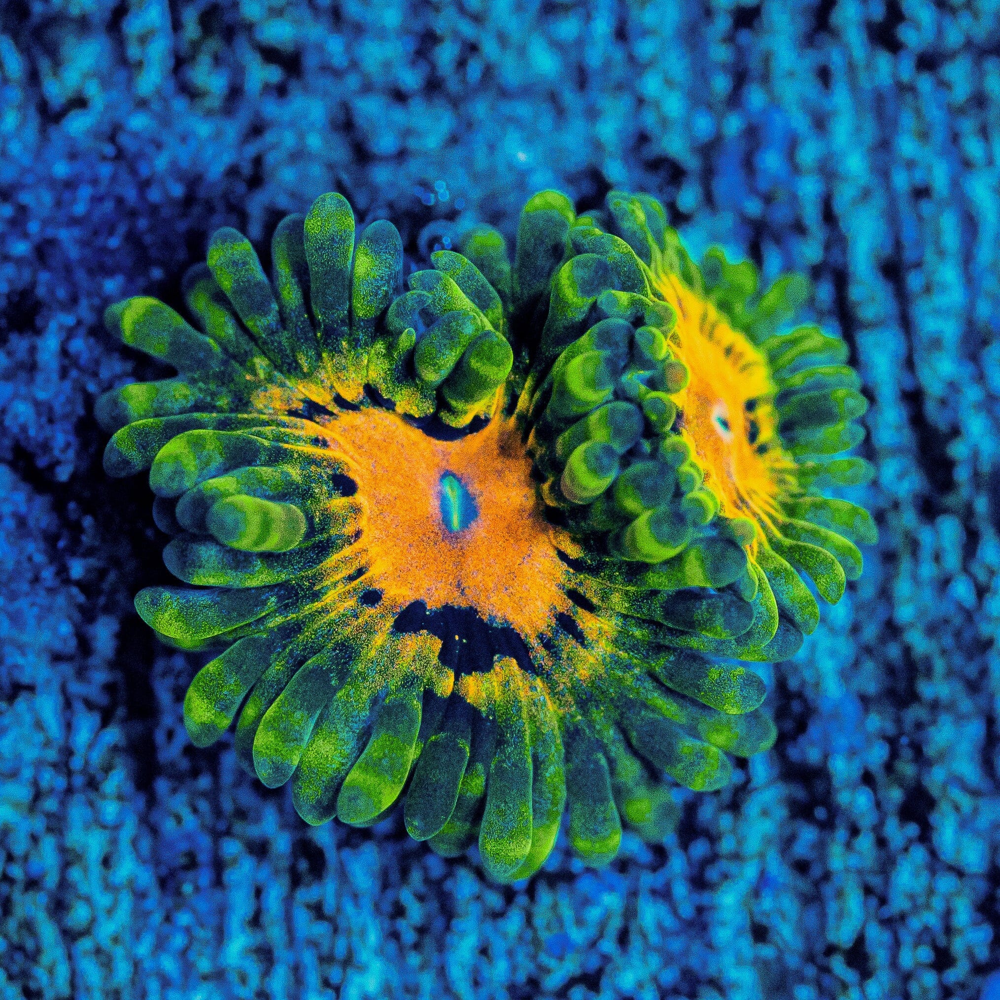 Marvin The Martian Zoanthids Soft Coral Reef Lounge USA
