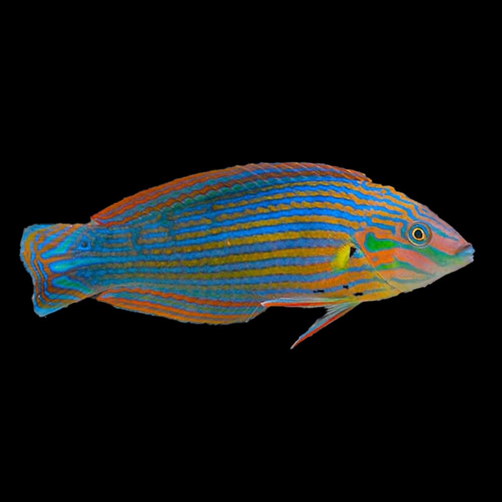 Melanurus Wrasse Fish Reef Lounge USA