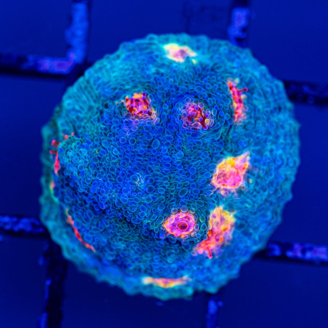 Miami Hurricane Chalice 1A - WYSIWYG LPS Coral Reef Lounge USA