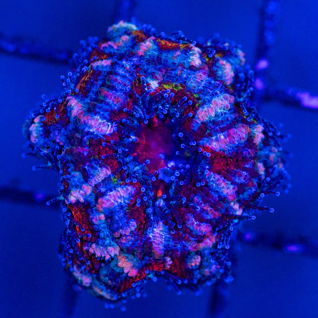 Micromussa 1A - WYSIWYG LPS Coral Reef Lounge USA