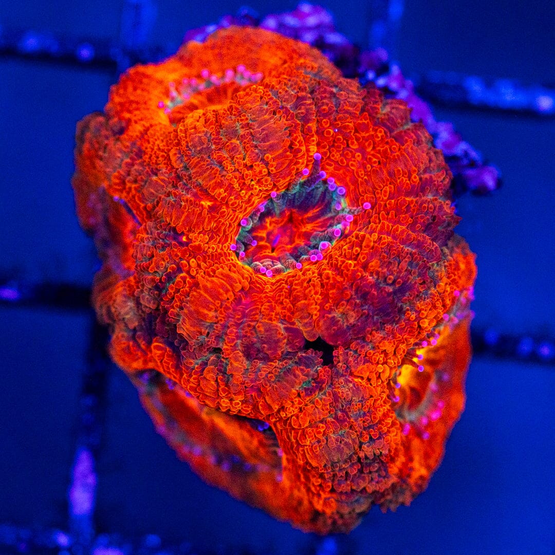 Micromussa 2A - WYSIWYG LPS Coral Reef Lounge USA