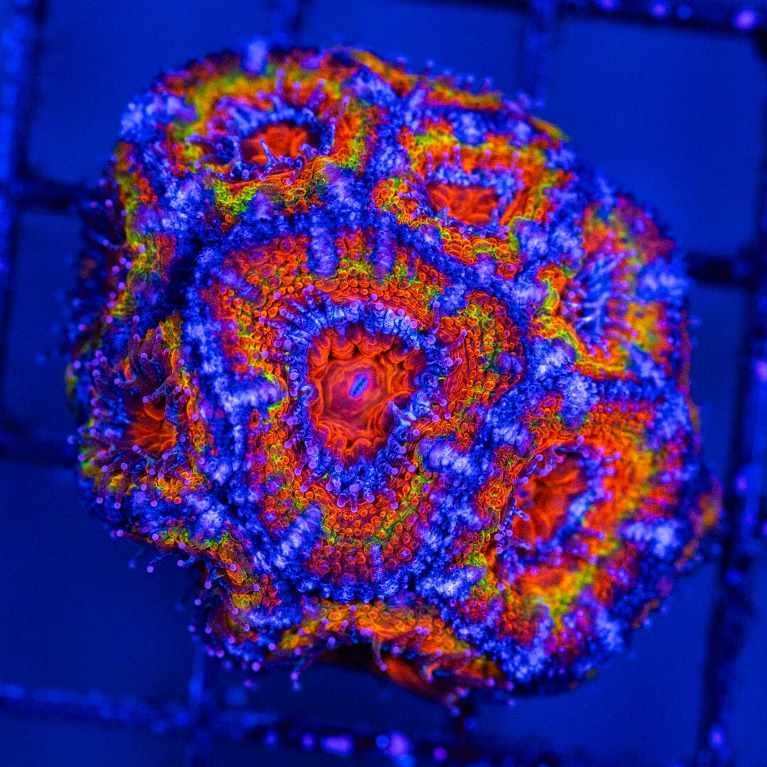 Micromussa 3A - WYSIWYG LPS Coral Reef Lounge USA