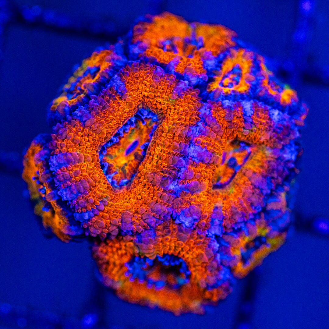 Micromussa 4A - WYSIWYG LPS Coral Reef Lounge USA
