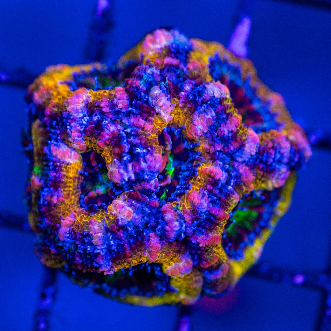 Micromussa 6A - WYSIWYG LPS Coral Reef Lounge USA