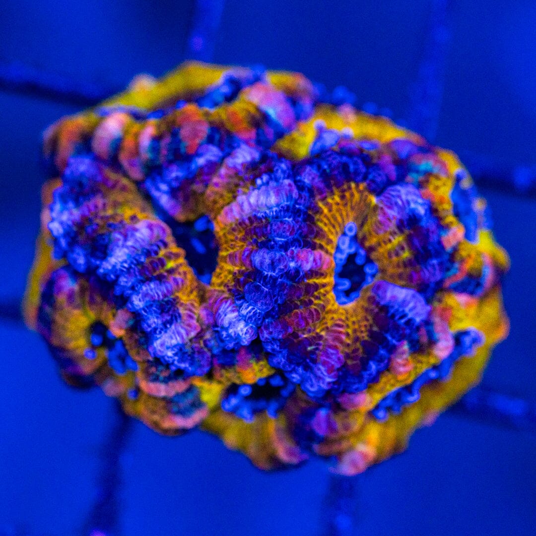 Micromussa 7A - WYSIWYG LPS Coral Reef Lounge USA