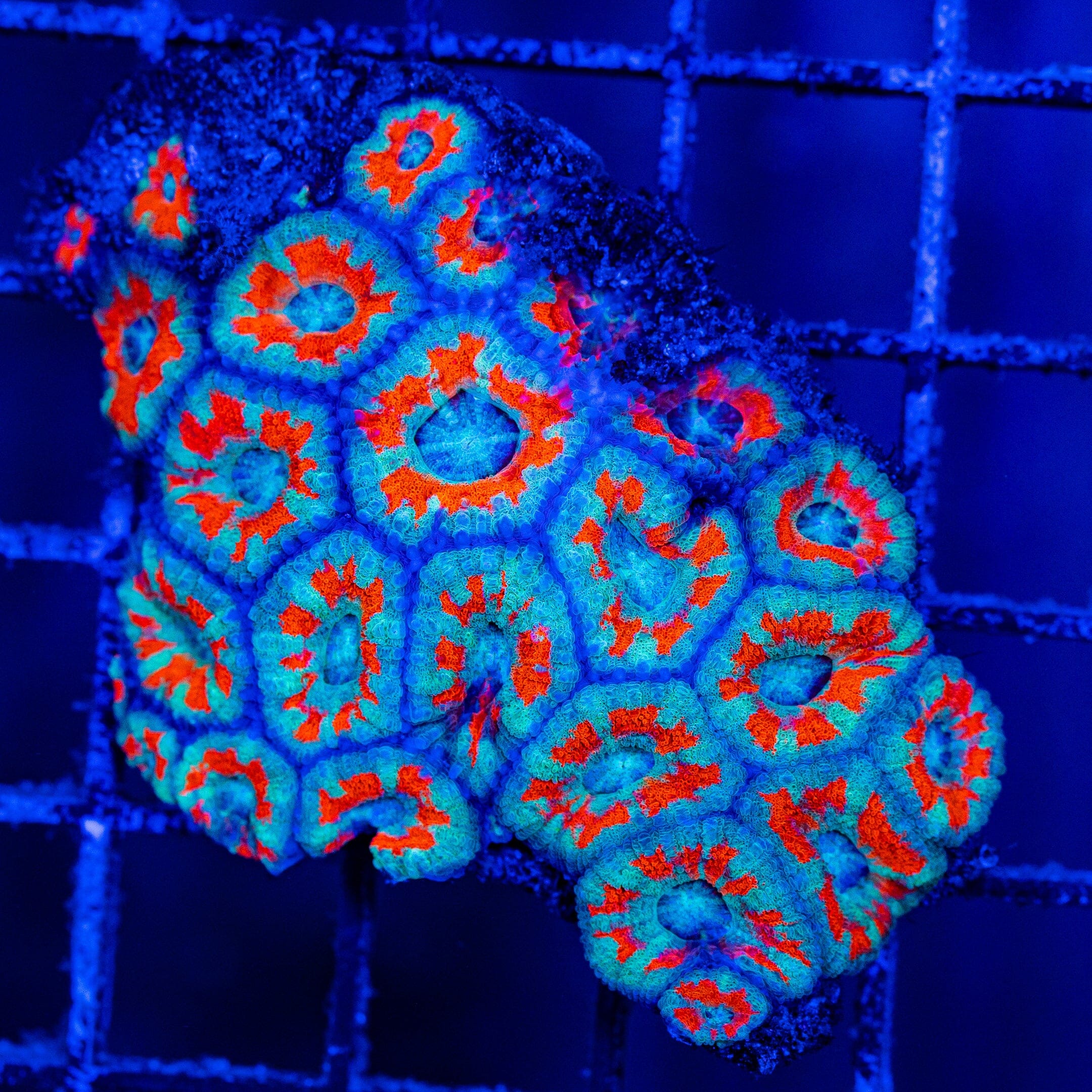 Micromussa Colony 1A - WYSIWYG Reef Lounge Norco