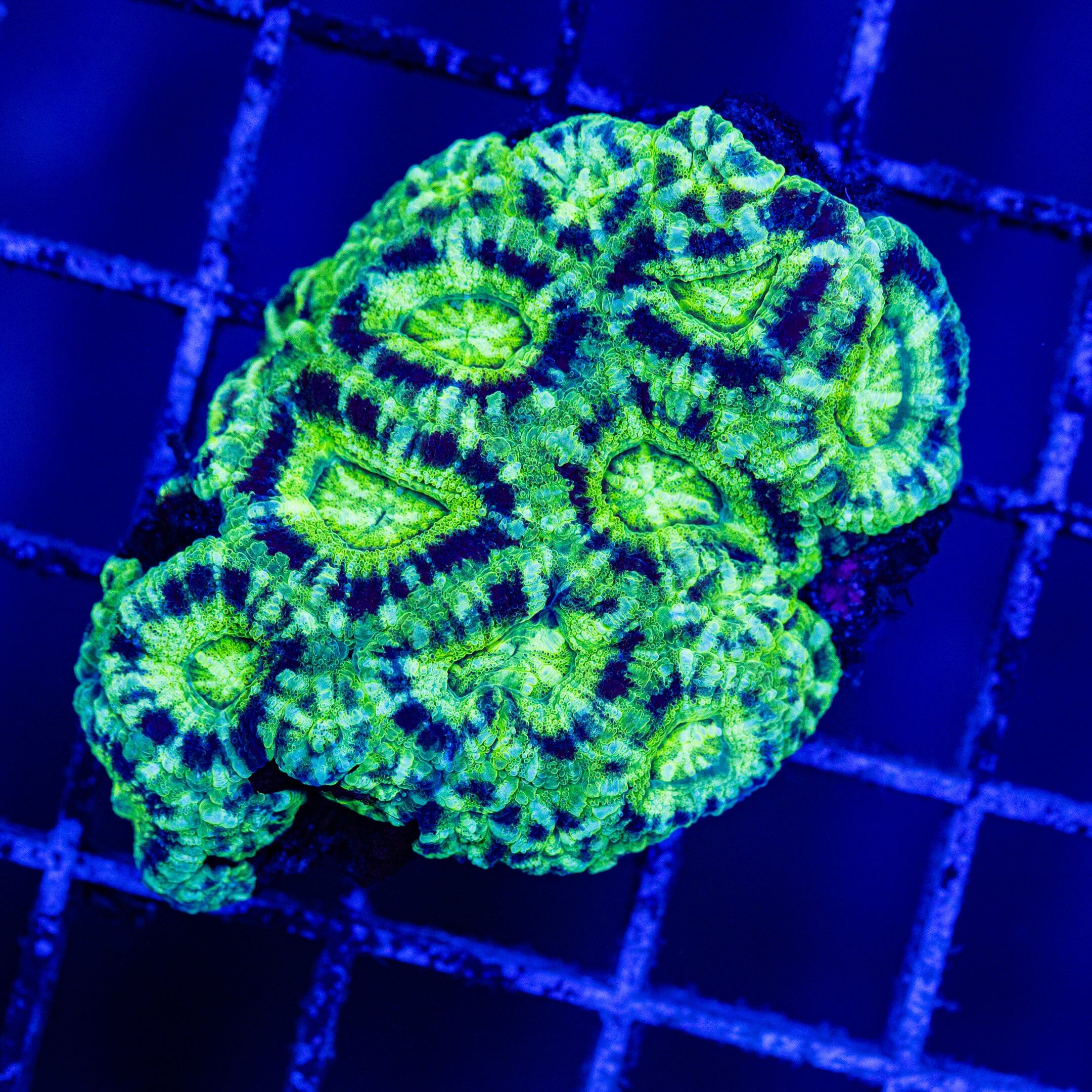 Micromussa Colony 4A - WYSIWYG Reef Lounge Norco