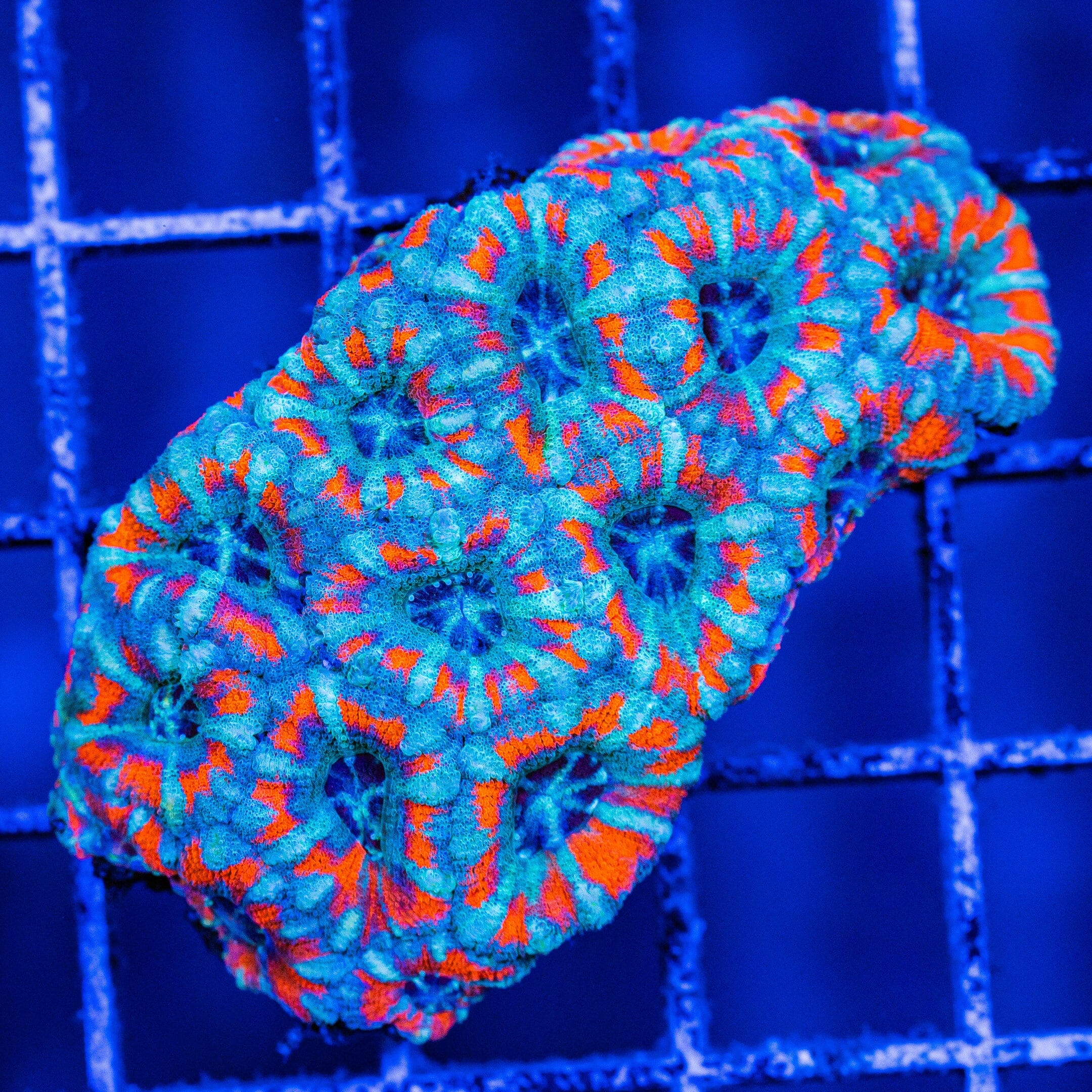 Micromussa Colony 5A - WYSIWYG Reef Lounge Norco