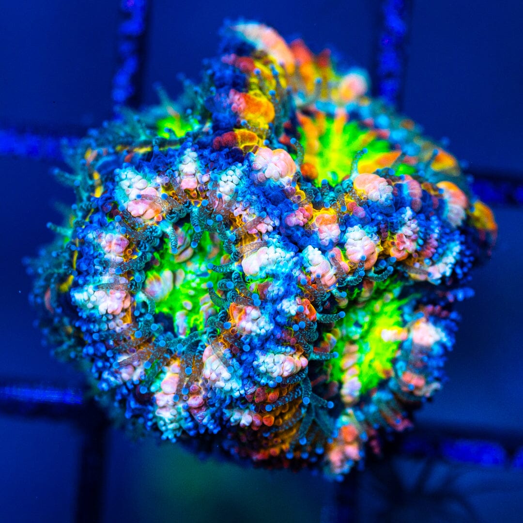 Micromussa Lordhowensis (Acan) 6A - WYSIWYG 32 Reef Lounge Norco
