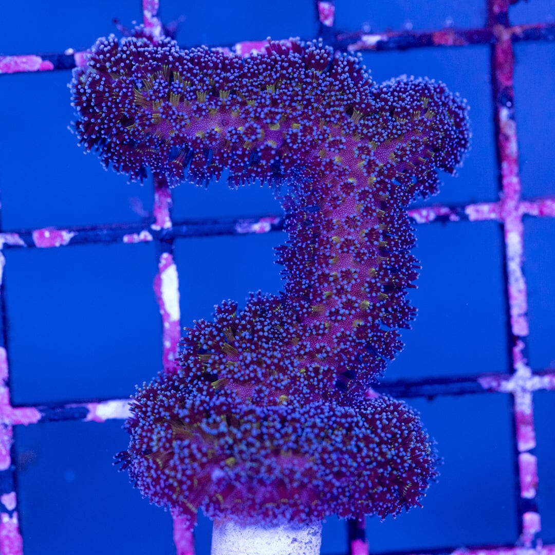 Milka Stylophora Frag 1B - WYSIWYG Reef Lounge Norco