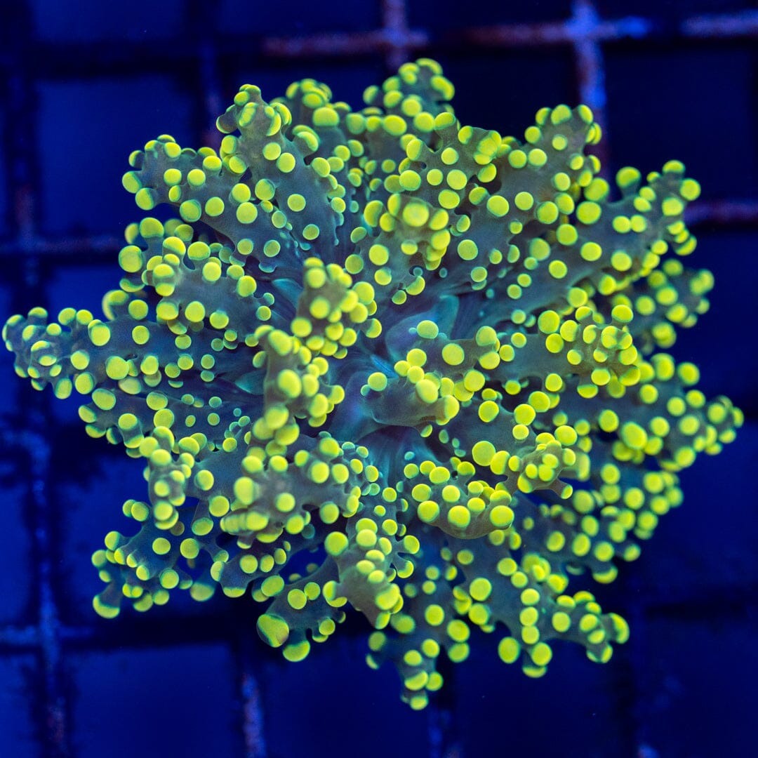 Minty Fresh Octospawn 2A - WYSIWYG Reef Lounge Coral