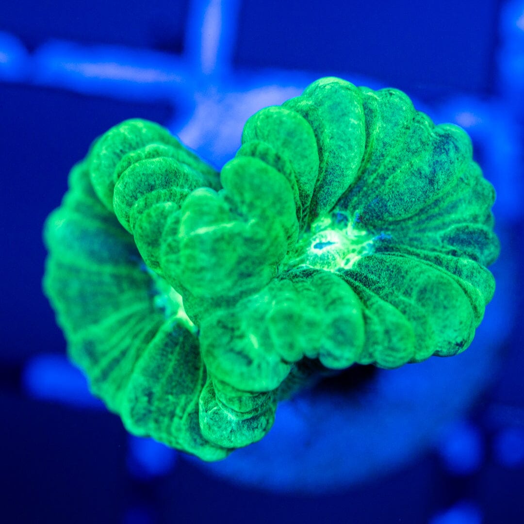 Minty Green Candy Cane Coral Reef Lounge Coral