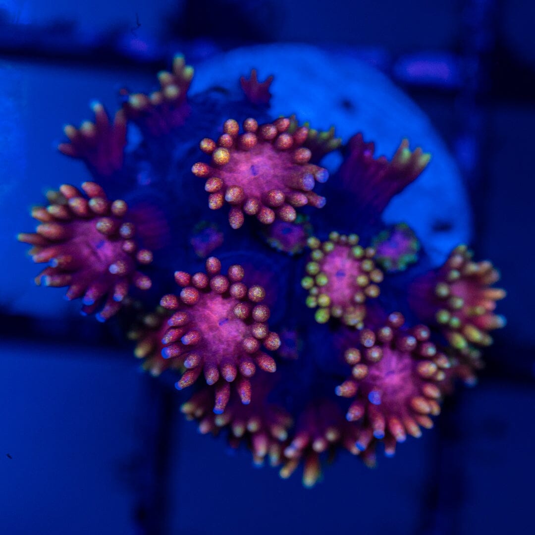 Mirco Goniopora C13 - WYSIWYG Reef Lounge Norco