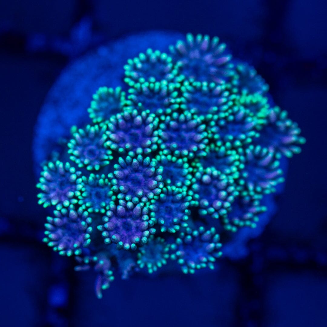 Mirco Goniopora C16 - WYSIWYG Reef Lounge Norco