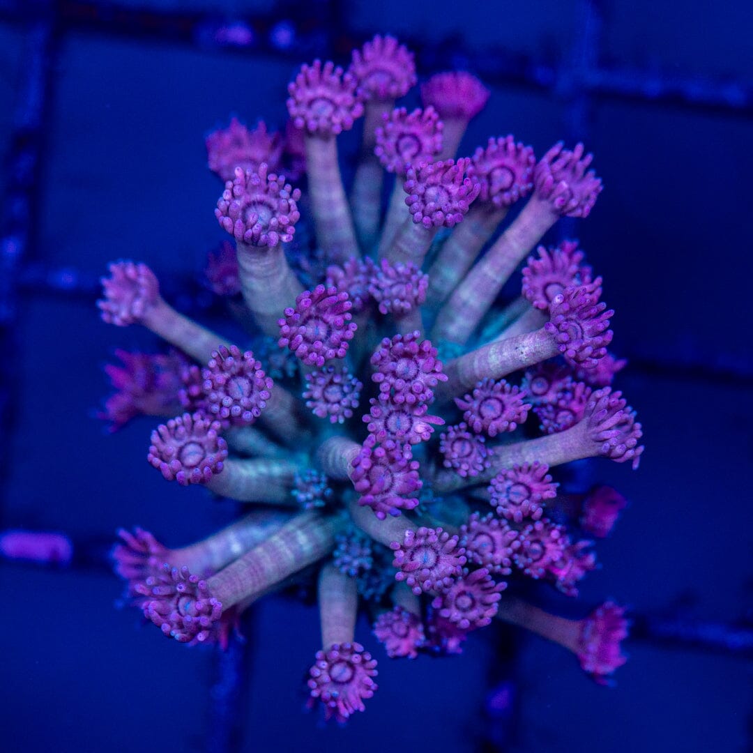 Mirco Goniopora C21 - WYSIWYG Reef Lounge Norco