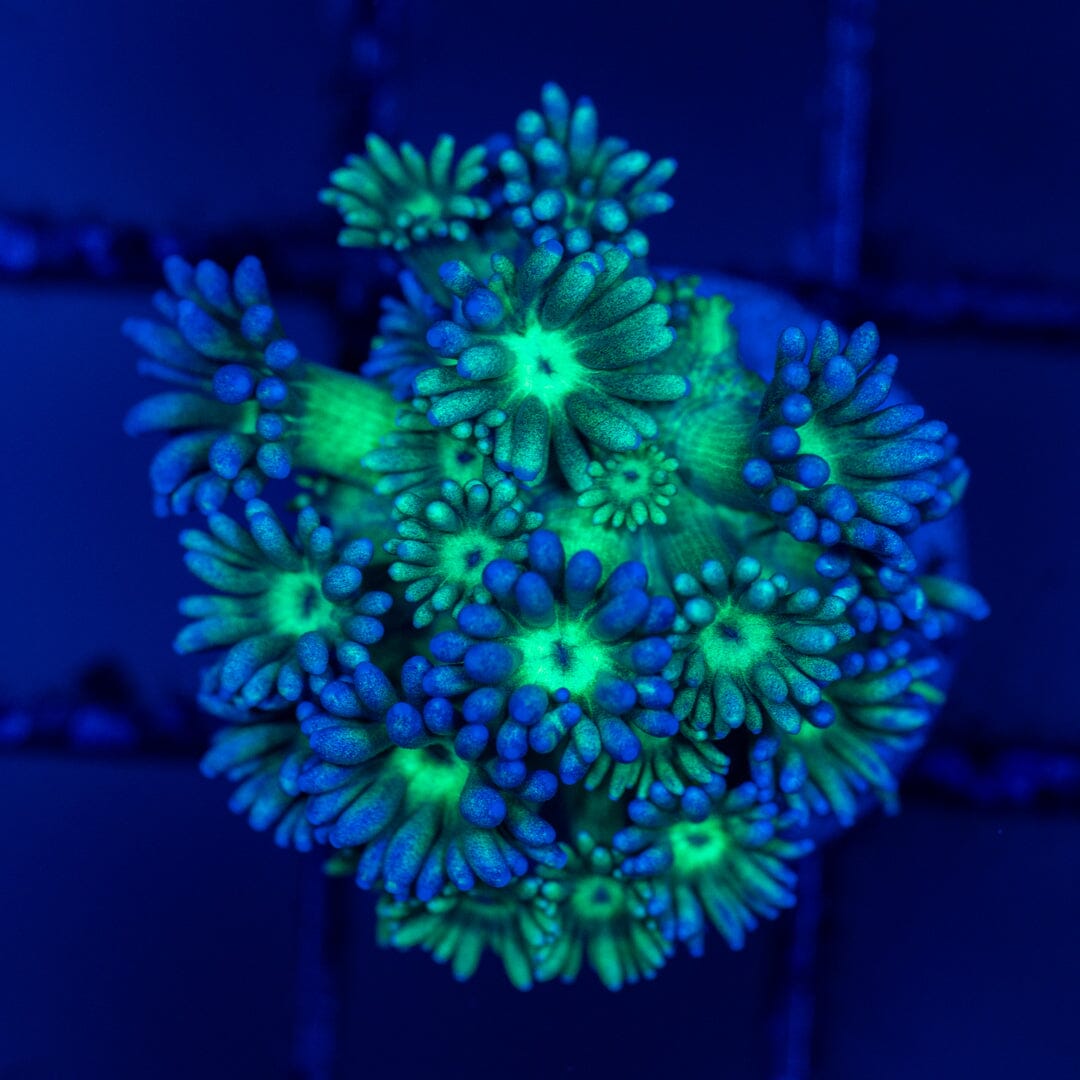 Mirco Goniopora C8 - WYSIWYG Reef Lounge Norco